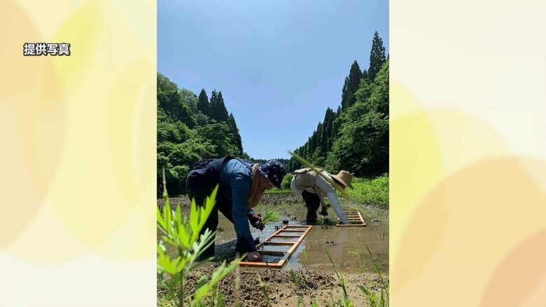 田植えの様子