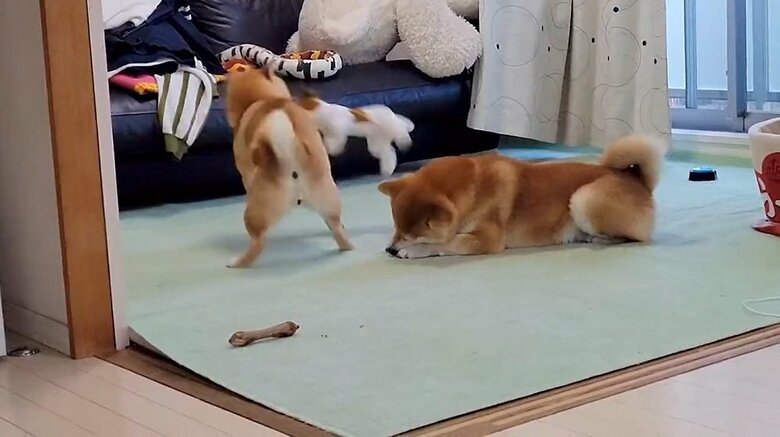 わらびちゃんは楽しいのだろうか