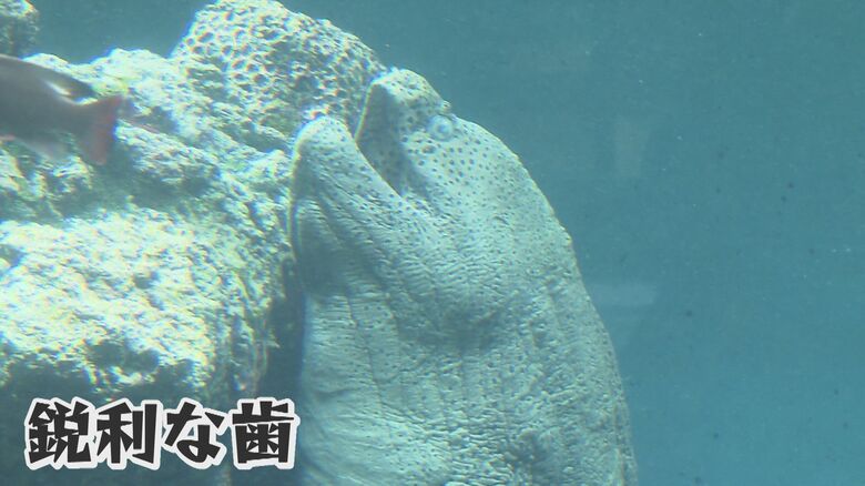 海のギャング「ウツボ」