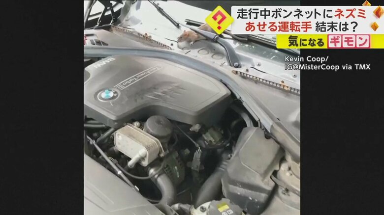 ドライバーがボンネットを開けると、ネズミはエンジンルームを走り回り…