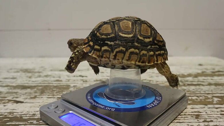 体重測定を開始。足を動かしても、カップは微動だにしない