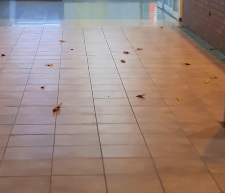 床の上にもクスサン