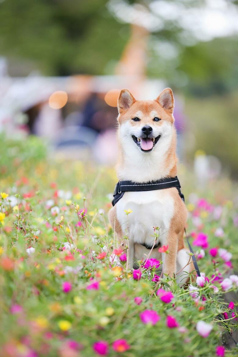 提供：柴犬けいちゃん