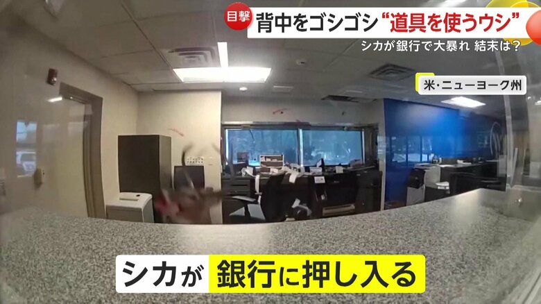 銀行に押し入ったシカ（18日、アメリカ・ニューヨーク）