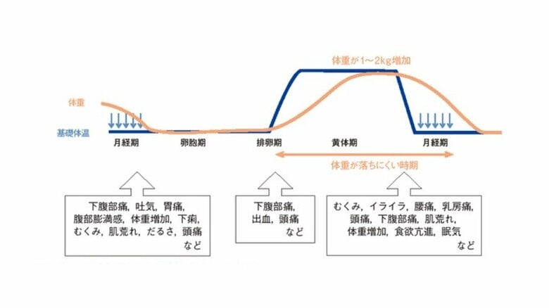 出典「東京大学医学部附属病院女性診療科・産科女性アスリート外来提供」
