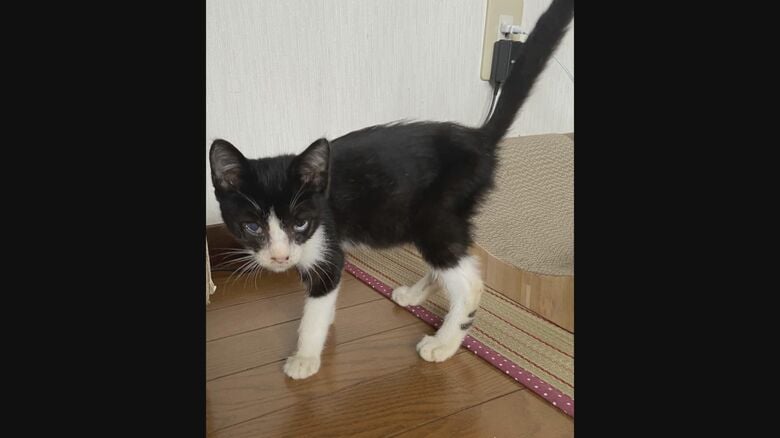 保護された当時はガリガリ