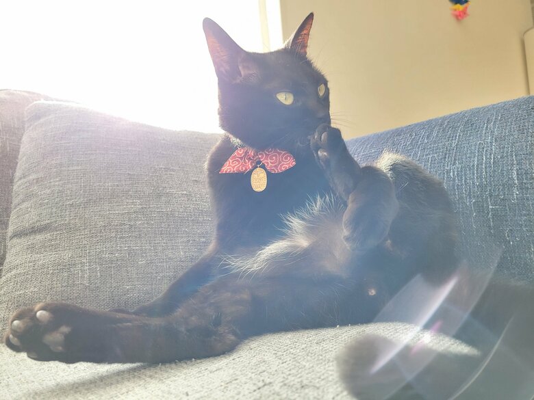 提供：仔猫を拾ったので