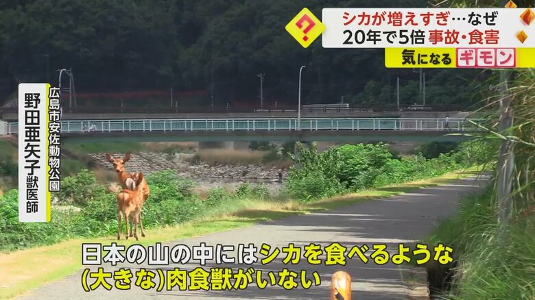 2匹のシカが川沿いの道を歩いている