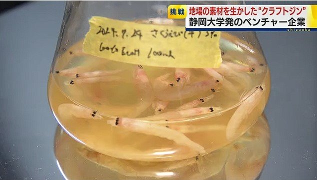 ジンの製造実験用サクラエビ