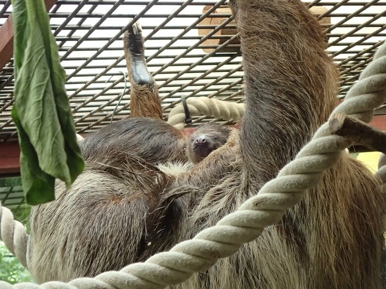 6月22日誕生（提供：埼玉県こども動物自然公園）
