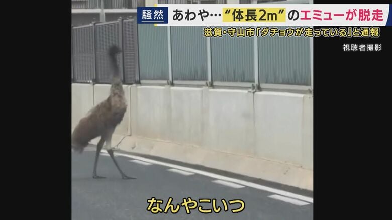道路を歩くエミュー