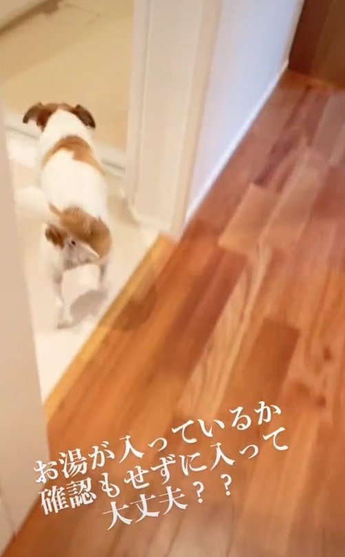 お風呂を目がけて走るむぎちゃん