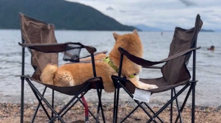 提供：柴リアンハスキーもちごめ兄弟さん