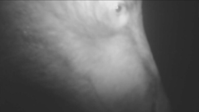岩手県で撮影されたクマの様子①