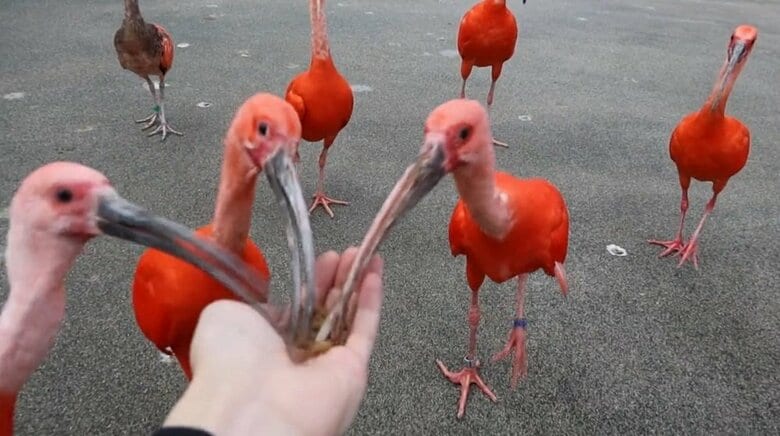 エサやりすることができる（提供：松江フォーゲルパーク）