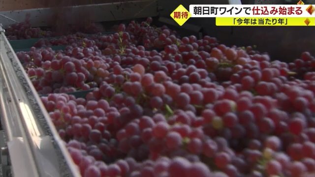 今年は糖度の高いものに育ったブドウ