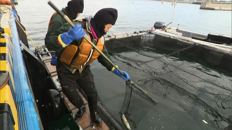 函館漁港で行われているキングサーモンの海面養殖