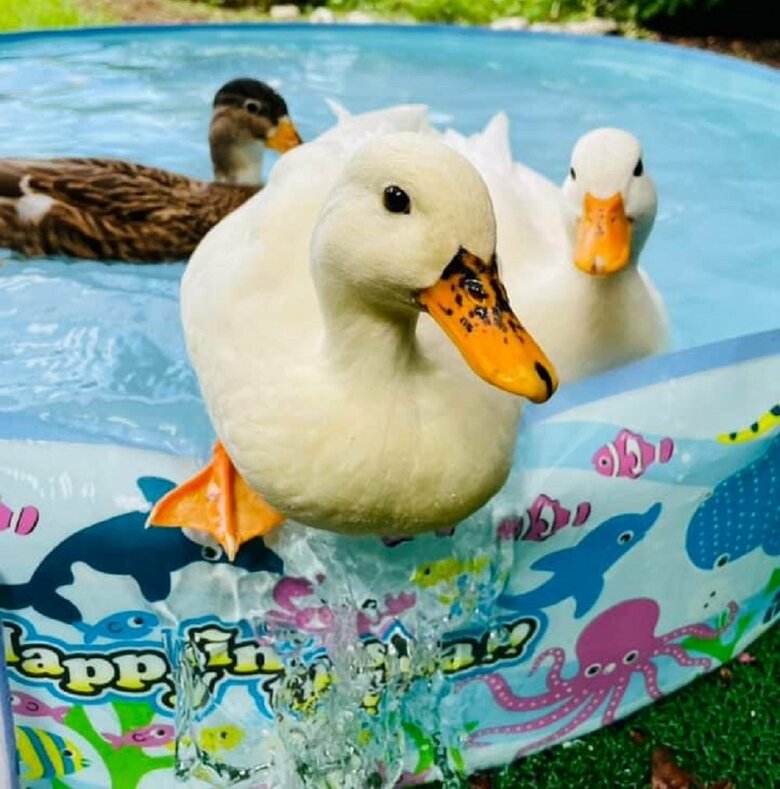 フチにいるウィンウィンちゃん