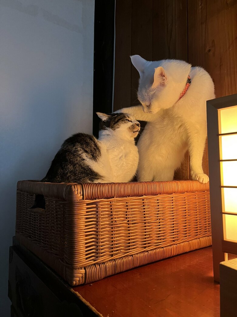 ケンカするほど仲がいい　左：幸子ちゃん　右：福夫くん（提供：いのうえもんぺさん）