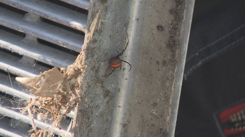 道路の側溝のふたで見つかったセアカゴケグモ（2017年の取材より）
