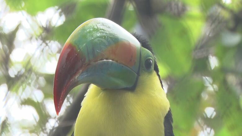 施設では密輸や密猟のためにとらえられた動物や、ケガをした動物が保護されている