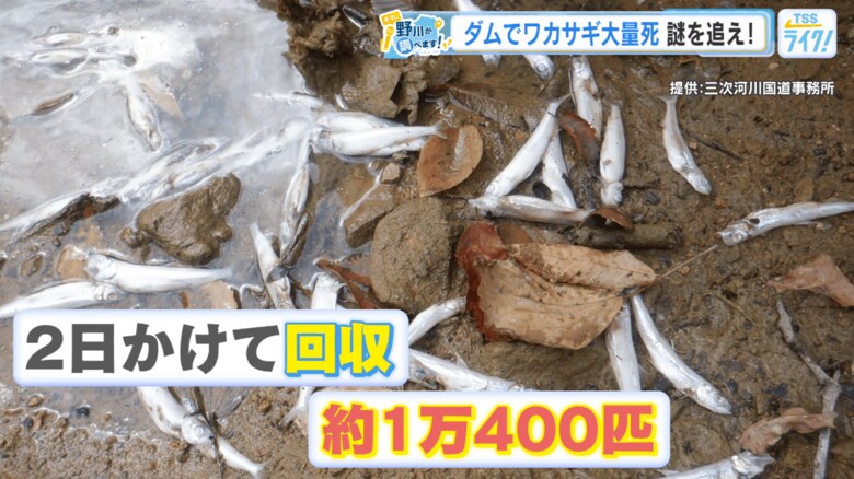 ２日かけて回収されたワカサギの死骸　約１万４００匹