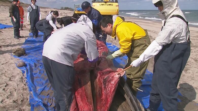 クジラを解体する専門家と学生たち