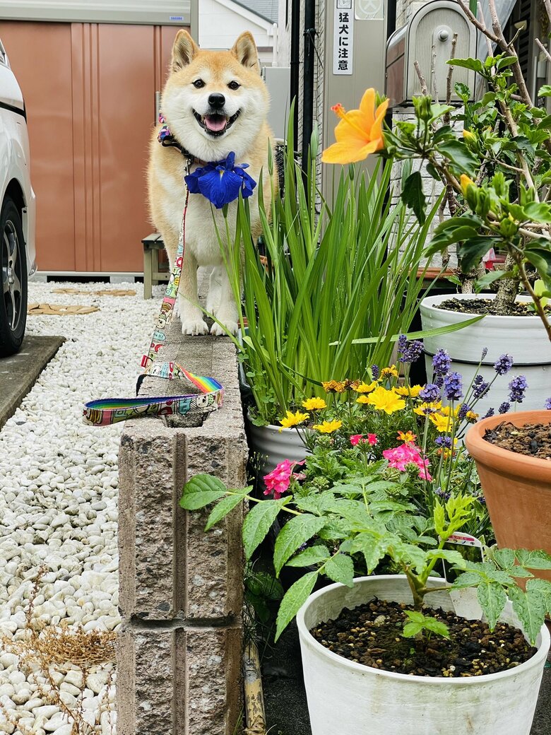 画像提供：柴犬ハナさん