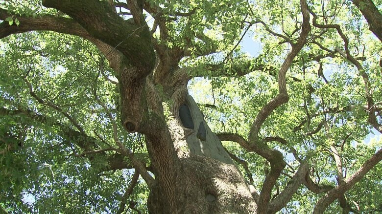 山王神社の“被爆クスノキ”