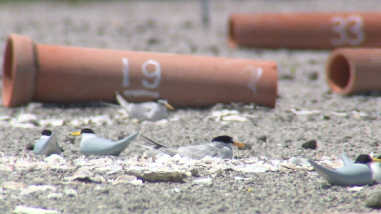 卵を温める絶滅危惧種の渡り鳥「コアジサシ」