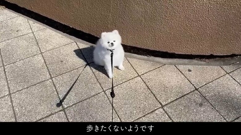 立ち止まり散歩拒否