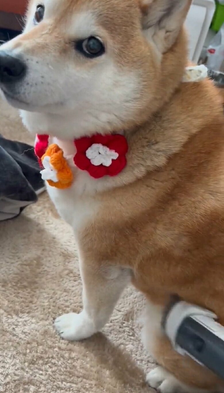 掃除機に吸われて、満足そうな表情のハナちゃん