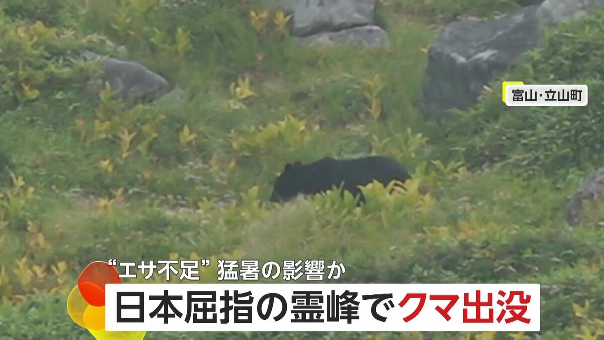 登山客の“至近距離”でエサ探し…立山でクマの出没相次ぐ 「猛暑で“エサ