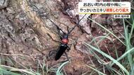 特定外来生物「クビアカツヤカミキリ」被害がおおい町で拡大　サクラやウメなど新たに27本　福井県内の他市町の被害は認められず
