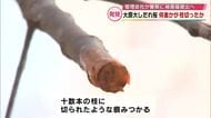 桜の名所　枝が十数本切られたか　警察に被害届提出へ　大原大しだれ桜　「自然の美しさ大事にして」