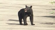 「狂暴化しているわけではない」専門家がみるクマ被害 人間との“すみわけ”が急務 奥越では前年比2倍の出没件数 福井