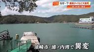 「ほぼ全滅に近い」須崎・浦ノ内湾で何が…養殖マダイなど3490匹が“原因不明”の大量死【高知】