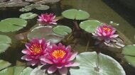 大原美術館で「モネのスイレン」咲き始める　代表作「睡蓮」モチーフの花…株分け２６年で６０株に【岡山】