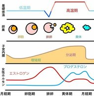 月経ステージによって睡眠リズムが変化することが明らかに ~スマートウォッチで妊活が可能に!~