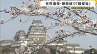 世界遺産・姫路城で「観桜会」　花見客は「お城の白と桜が映えてきれい」　咲き始めた花を楽しむ