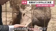 「シカやん」と命名　大阪市内などで目撃相次いだ「迷いシカ」　大阪府・吉村知事たち参加し命名式　奈良・山下知事からは「鹿せんべい」などの差し入れも