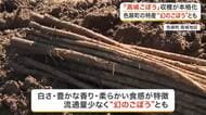 色麻町特産の「幻のごぼう」高城ごぼうの収穫が本格化　白さと豊かな香りが特徴　２５日に販売会〈宮城〉