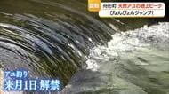 「味良し形良し姿良し」　天然アユがぴょんぴょん飛び跳ね遡上　7月1日アユ釣り解禁　山形・舟形町