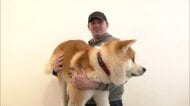 GW最終日、秋田犬のふるさとに多くの観光客　愛らしい姿にメロメロ　秋田・大館市