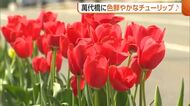 2万4000本のチューリップが新潟の春を彩る！“萬代橋チューリップフェスティバル”スタート「風に揺れてかわいらしい」