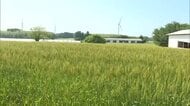 鳥取発の新品種「大山こむぎ」普及へ　雨の多い山陰でも栽培しやすく品種改良　安定生産と増産に期待