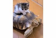 カメに乗って移動する子猫に癒される人続出…カメは気にしていない? 2匹の仲を飼い主に聞いた
