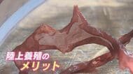 “海の幸”の陸上養殖に成功 滑らかできめ細かい磯の香り 地球の環境変化への対応期待 九州大学が研究発表 【福岡発】