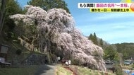 もう満開！飯田の名所“一本桜”　「長姫のエドヒガン」「毛賀くよとのシダレザクラ」「黄梅院の枝垂れ桜」　桜前線北上中