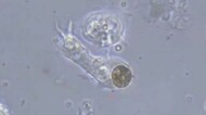 世界初!サンゴが褐虫藻を取り込む瞬間とらえた